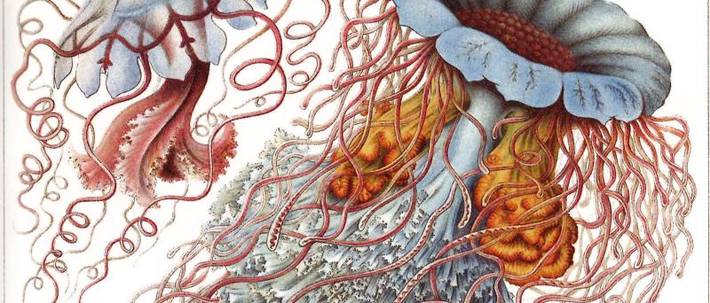 Historische naturwissenschaftliche Illustration von mehreren Quallen auf einer Buchseite. Die detailreich gezeichneten Tiere besitzen glockenförmige Schirme in Blau-, Gelb- und Rosatönen sowie zahlreiche lange, fadenartige Tentakel, die sich über große Teile der Seite erstrecken. Eine aufgeschnittene Darstellung im unteren Bereich zeigt den inneren Aufbau einer Qualle. Ober- und unterhalb der Abbildung befinden sich gedruckte Beschriftungen aus einem wissenschaftlichen Werk.