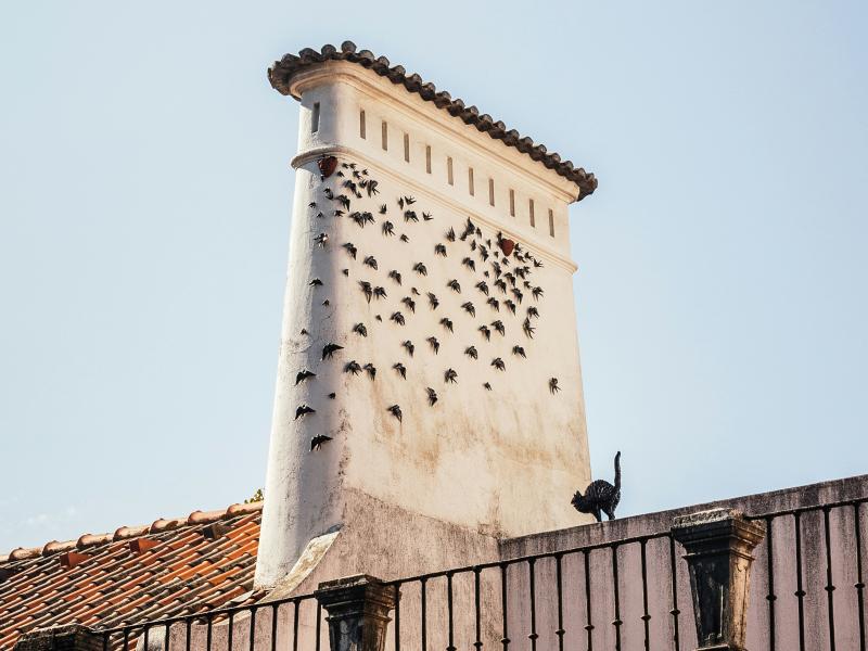 Ein großer heller Schornstein erstreckt sich vor dem blauen Himmel. Links im Bild ist der First und die Ziegeln eines Daches zu sehen. Weiter unten ist ein Metallzaun im Bild, auf dem eine Katze sitzt und den Schornstein betrachtet. Auf dem Schornstein sitzen zahlreiche kleine Vögel, die ihre Flügel zu den Seiten ausgebreitet haben.