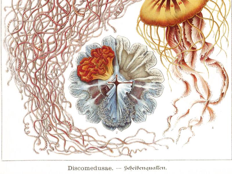 Historische naturwissenschaftliche Illustration von mehreren Quallen auf einer Buchseite. Die detailreich gezeichneten Tiere besitzen glockenförmige Schirme in Blau-, Gelb- und Rosatönen sowie zahlreiche lange, fadenartige Tentakel, die sich über große Teile der Seite erstrecken. Eine aufgeschnittene Darstellung im unteren Bereich zeigt den inneren Aufbau einer Qualle. Ober- und unterhalb der Abbildung befinden sich gedruckte Beschriftungen aus einem wissenschaftlichen Werk.