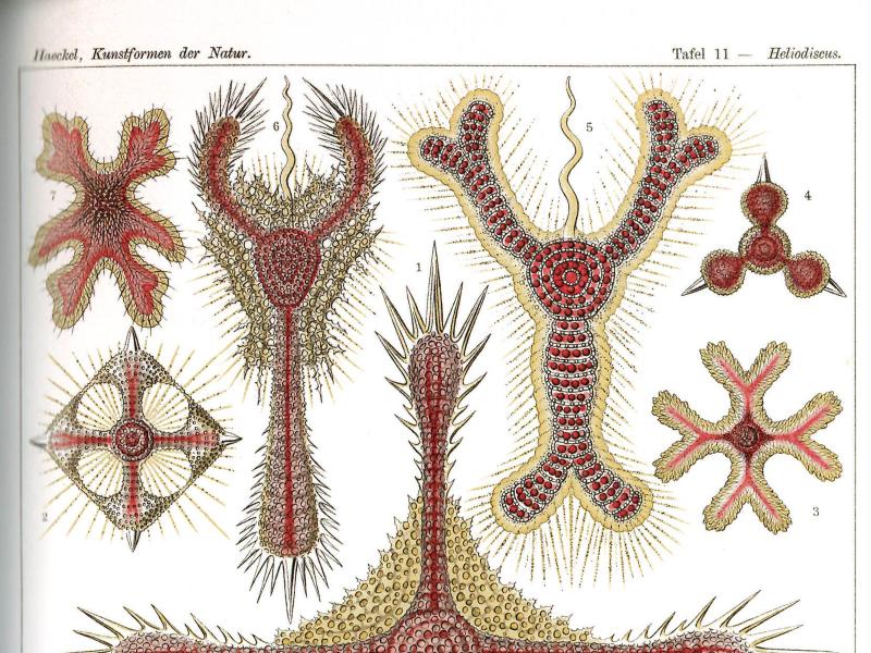 Tafel 11 aus Ernst Haeckels „Kunstformen der Natur" mit dem Titel „Discoidea – Scheiben-Strahlinge". Die Seite zeigt zwölf detaillierte, farbige wissenschaftliche Illustrationen verschiedener Heliodiscus-Arten (scheibenförmige Strahlentierchen). Die Darstellungen variieren in Form und Symmetrie: kreuzförmige, sternförmige, fünfeckige und rundliche Strukturen, alle mit feinen Strahlen oder Stacheln versehen. Die Farbgebung kombiniert Rot- und Goldtöne auf weißem Hintergrund. 