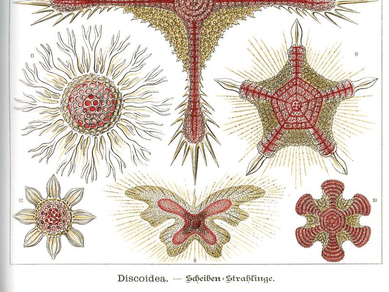 Tafel 11 aus Ernst Haeckels „Kunstformen der Natur" mit dem Titel „Discoidea – Scheiben-Strahlinge". Die Seite zeigt zwölf detaillierte, farbige wissenschaftliche Illustrationen verschiedener Heliodiscus-Arten (scheibenförmige Strahlentierchen). Die Darstellungen variieren in Form und Symmetrie: kreuzförmige, sternförmige, fünfeckige und rundliche Strukturen, alle mit feinen Strahlen oder Stacheln versehen. Die Farbgebung kombiniert Rot- und Goldtöne auf weißem Hintergrund. 