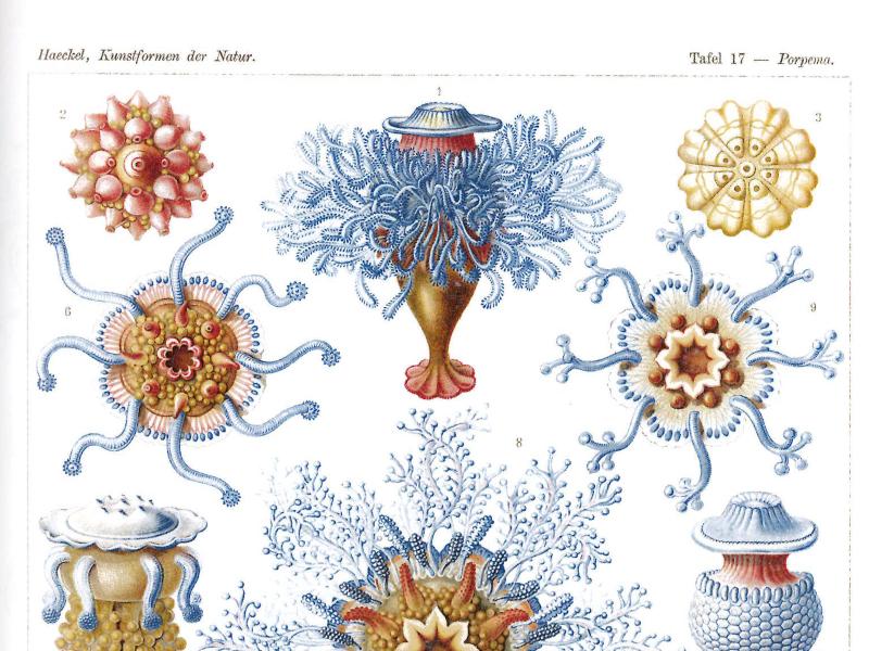 Tafel 17 aus Ernst Haeckels „Kunstformen der Natur" mit dem Titel „Siphonophorae – Staatsquallen". Die Seite zeigt zwölf detaillierte, farbige wissenschaftliche Illustrationen verschiedener Staatsquallen-Arten (Porpema). Zu sehen sind kelch- und vasenförmige Gebilde mit fein verzweigten Tentakeln, scheibenförmige Strukturen mit radialer Symmetrie sowie blütenartige Kolonieformen mit zarten blauen Fäden. Die Farbpalette reicht von zartem Blau und Rosa über Gold- und Rottöne bis hin zu Cremeweiß.