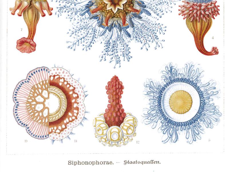 Tafel 17 aus Ernst Haeckels „Kunstformen der Natur" mit dem Titel „Siphonophorae – Staatsquallen". Die Seite zeigt zwölf detaillierte, farbige wissenschaftliche Illustrationen verschiedener Staatsquallen-Arten (Porpema). Zu sehen sind kelch- und vasenförmige Gebilde mit fein verzweigten Tentakeln, scheibenförmige Strukturen mit radialer Symmetrie sowie blütenartige Kolonieformen mit zarten blauen Fäden. Die Farbpalette reicht von zartem Blau und Rosa über Gold- und Rottöne bis hin zu Cremeweiß.