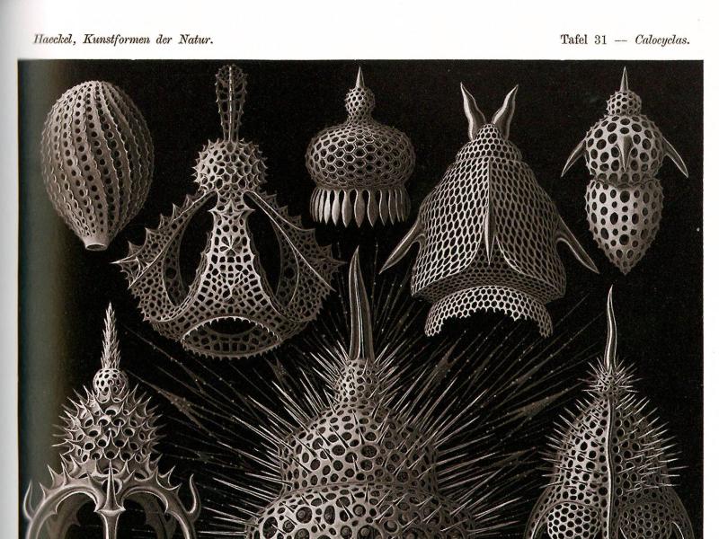 Tafel 31 aus Ernst Haeckels „Kunstformen der Natur": „Cyrtoidea – Flaschenstrahlinge". Schwarzweiße wissenschaftliche Illustrationen verschiedener Calocyclas-Arten vor schwarzem Hintergrund. Zu sehen sind filigrane, gitterartige Skelettstrukturen mikroskopischer Meeresorganismen in kugel-, flaschen-, glocken- und kegelförmigen Formen mit feinen Poren und langen Stacheln.