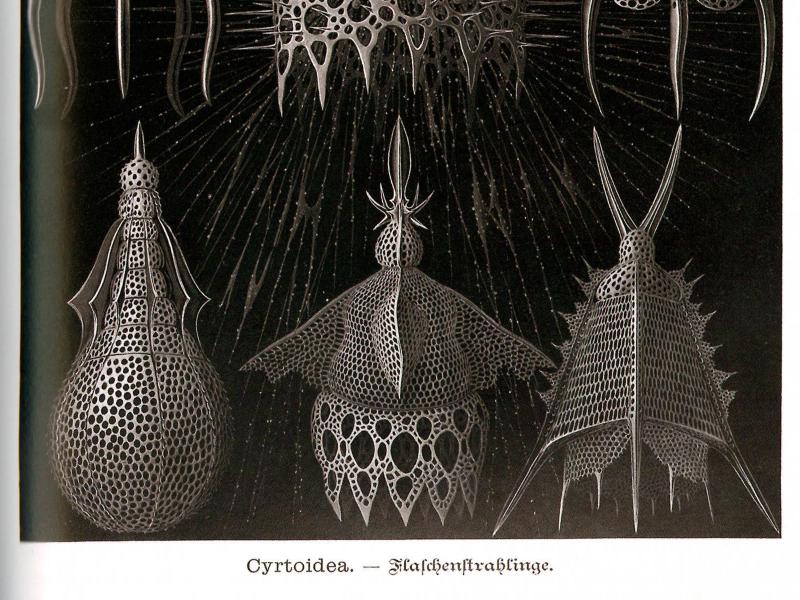 Tafel 31 aus Ernst Haeckels „Kunstformen der Natur": „Cyrtoidea – Flaschenstrahlinge". Schwarzweiße wissenschaftliche Illustrationen verschiedener Calocyclas-Arten vor schwarzem Hintergrund. Zu sehen sind filigrane, gitterartige Skelettstrukturen mikroskopischer Meeresorganismen in kugel-, flaschen-, glocken- und kegelförmigen Formen mit feinen Poren und langen Stacheln.