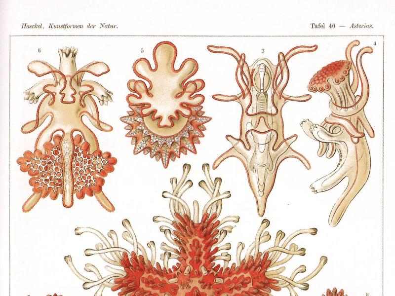 Tafel 40 aus Ernst Haeckels „Kunstformen der Natur": „Asteridea – Seesterne". Farbige wissenschaftliche Illustrationen verschiedener Asterias-Arten in Rot- und Goldtönen auf weißem Hintergrund. Zu sehen sind Seesterne in Auf- und Untersicht, anatomische Detailzeichnungen einzelner Körperteile sowie eine große, tentakelreiche Zentralform. Die Abbildungen sind mit den Nummern 1 bis 12 beschriftet.