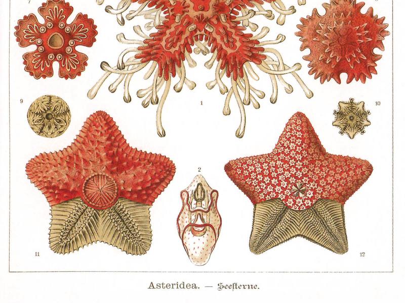 Tafel 40 aus Ernst Haeckels „Kunstformen der Natur": „Asteridea – Seesterne". Farbige wissenschaftliche Illustrationen verschiedener Asterias-Arten in Rot- und Goldtönen auf weißem Hintergrund. Zu sehen sind Seesterne in Auf- und Untersicht, anatomische Detailzeichnungen einzelner Körperteile sowie eine große, tentakelreiche Zentralform. Die Abbildungen sind mit den Nummern 1 bis 12 beschriftet.