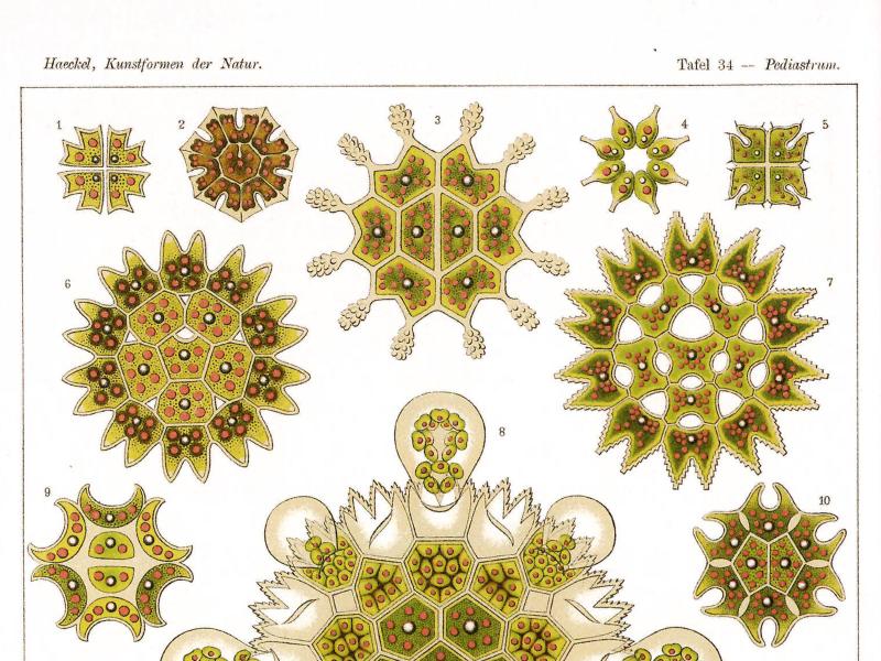 Tafel 34 aus Ernst Haeckels „Kunstformen der Natur": „Melethallia – Gesellige Algetten". 15 farbige Illustrationen verschiedener Pediastrum-Arten in Grün- und Rottönen. Die radialsymmetrischen Algenkolonien bestehen aus wabenartigen Einzelzellen mit gezackten Außenrändern und variieren von kleinen bis großen vielzelligen Formen.