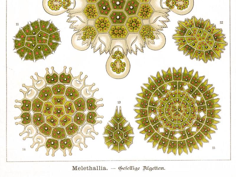 Tafel 34 aus Ernst Haeckels „Kunstformen der Natur": „Melethallia – Gesellige Algetten". 15 farbige Illustrationen verschiedener Pediastrum-Arten in Grün- und Rottönen. Die radialsymmetrischen Algenkolonien bestehen aus wabenartigen Einzelzellen mit gezackten Außenrändern und variieren von kleinen bis großen vielzelligen Formen.