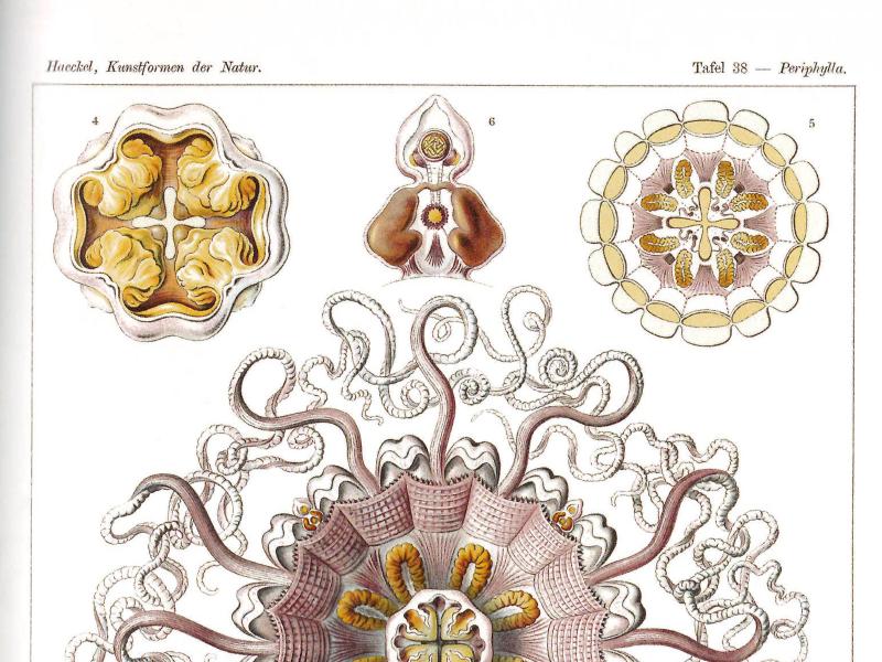 Tafel 38 aus Ernst Haeckels „Kunstformen der Natur": „Peromedusae – Taschenquallen". Farbige wissenschaftliche Illustrationen verschiedener Periphylla-Arten in Rosa-, Braun- und Goldtönen. Die zentrale Abbildung zeigt eine großformatige Qualle von oben mit ausgebreiteten, geschwungenen Tentakeln und radialsymmetrischem Schirm. Weitere Darstellungen zeigen Quallen in Seiten- und Aufsicht sowie anatomische Detailschnitte. Die Abbildungen sind mit den Nummern 1 bis 7 beschriftet.