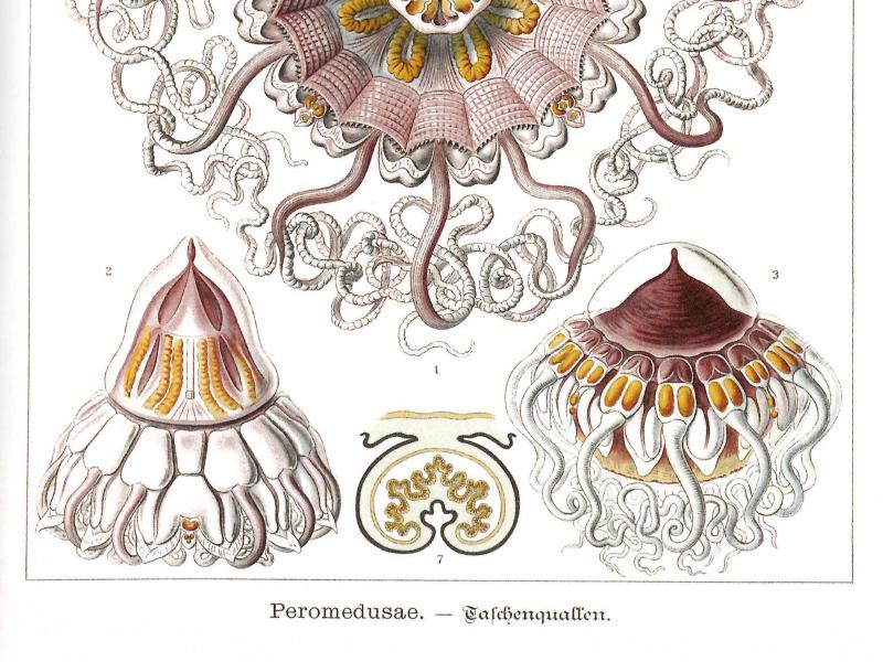 Tafel 38 aus Ernst Haeckels „Kunstformen der Natur": „Peromedusae – Taschenquallen". Farbige wissenschaftliche Illustrationen verschiedener Periphylla-Arten in Rosa-, Braun- und Goldtönen. Die zentrale Abbildung zeigt eine großformatige Qualle von oben mit ausgebreiteten, geschwungenen Tentakeln und radialsymmetrischem Schirm. Weitere Darstellungen zeigen Quallen in Seiten- und Aufsicht sowie anatomische Detailschnitte. Die Abbildungen sind mit den Nummern 1 bis 7 beschriftet.