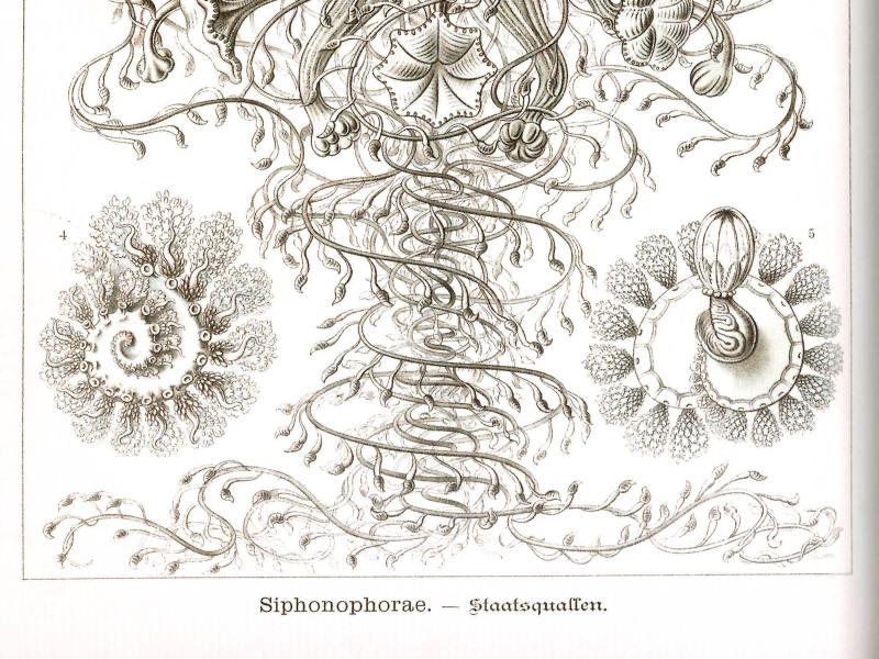 Tafel 37 aus Ernst Haeckels „Kunstformen der Natur": „Siphonophorae – Staatsquallen". Fünf detaillierte Federzeichnungen verschiedener Discolabe-Arten in Brauntönen. Die zentrale Abbildung zeigt eine großformatige Staatsqualle mit turmartigem Körper und weit ausgreifenden, verschlungenen Tentakeln. Die kleineren Randabbildungen zeigen Kolonieformen und anatomische Details.