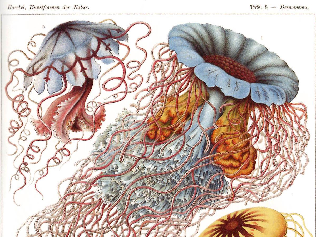 Historische naturwissenschaftliche Illustration von mehreren Quallen auf einer Buchseite. Die detailreich gezeichneten Tiere besitzen glockenförmige Schirme in Blau-, Gelb- und Rosatönen sowie zahlreiche lange, fadenartige Tentakel, die sich über große Teile der Seite erstrecken. Eine aufgeschnittene Darstellung im unteren Bereich zeigt den inneren Aufbau einer Qualle. Ober- und unterhalb der Abbildung befinden sich gedruckte Beschriftungen aus einem wissenschaftlichen Werk.